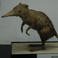 Elephant Shrew